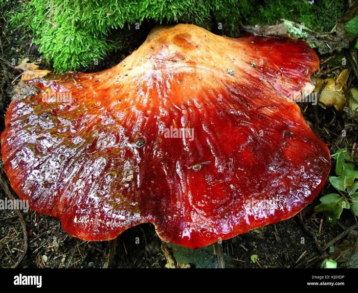 Печёночница обыкновенная гриб