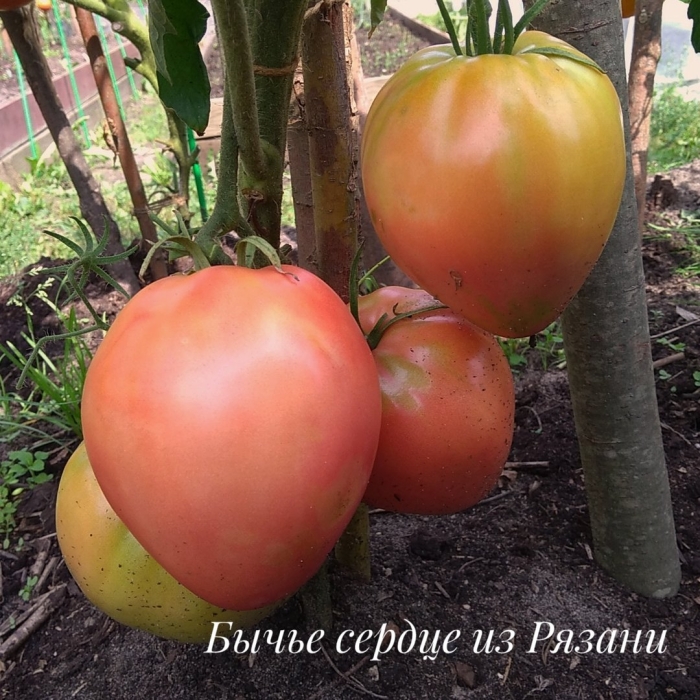Томат сорт минусинское бычье сердце