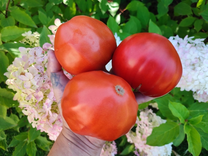 Томат мглистая роза