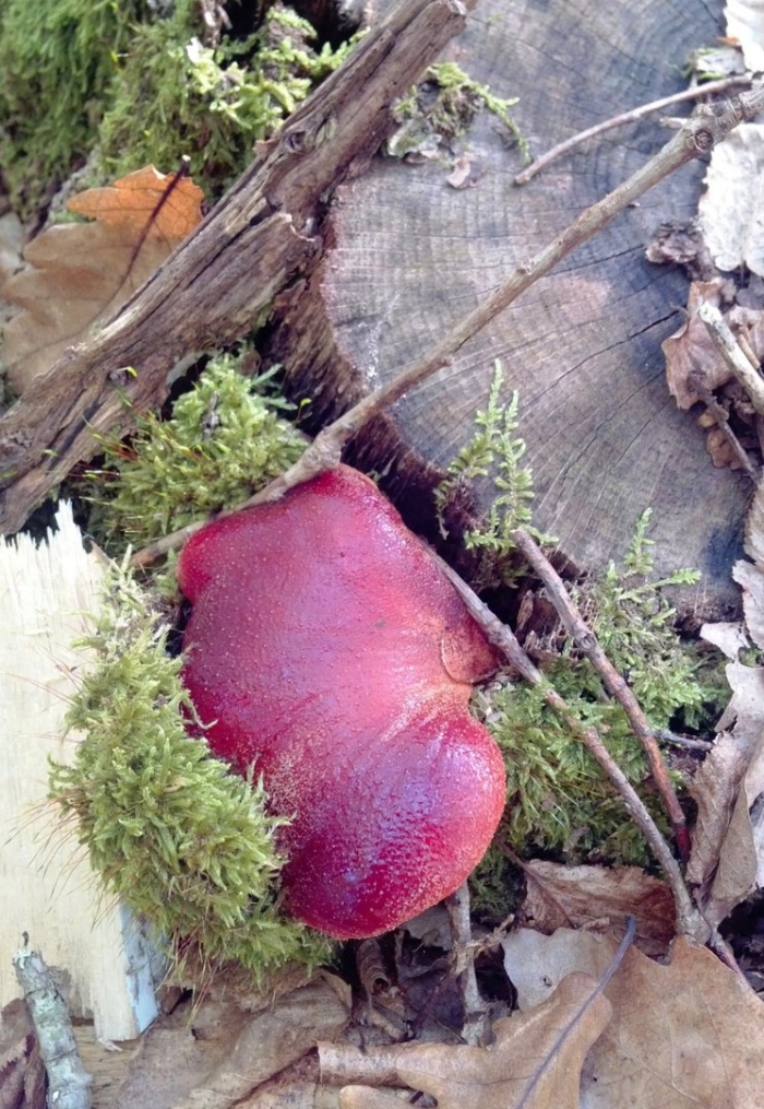 Печеночница обыкновенная – fistulina hepatica (schaeff.) fr.