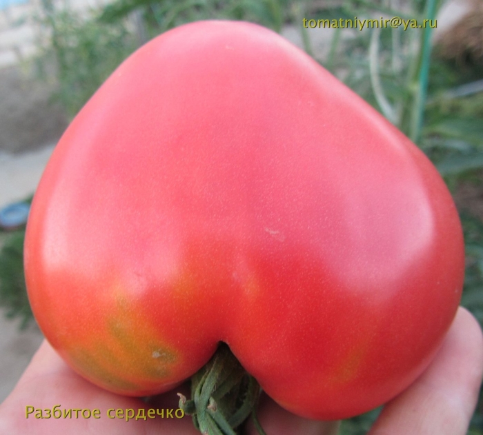 Томат разбитое сердце