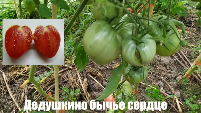 Томат бычье сердце минусинское