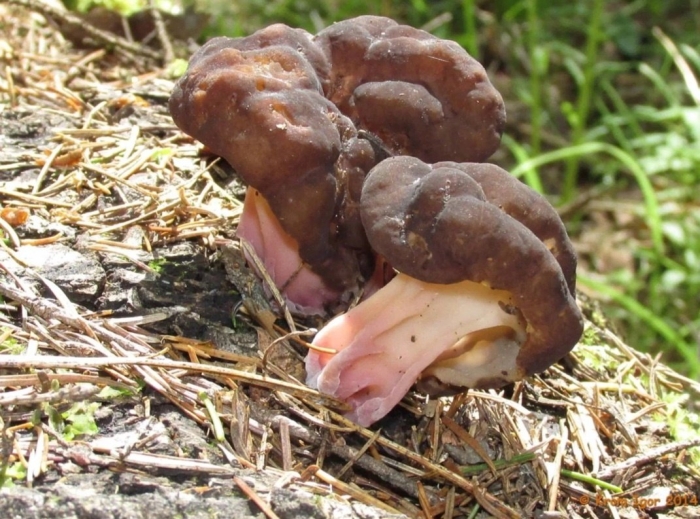 Гриб строчок обыкновенный