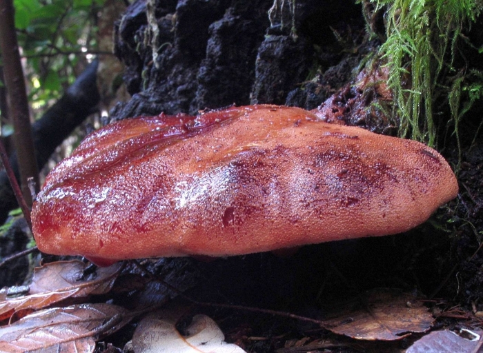 Fistulina hepatica гриб