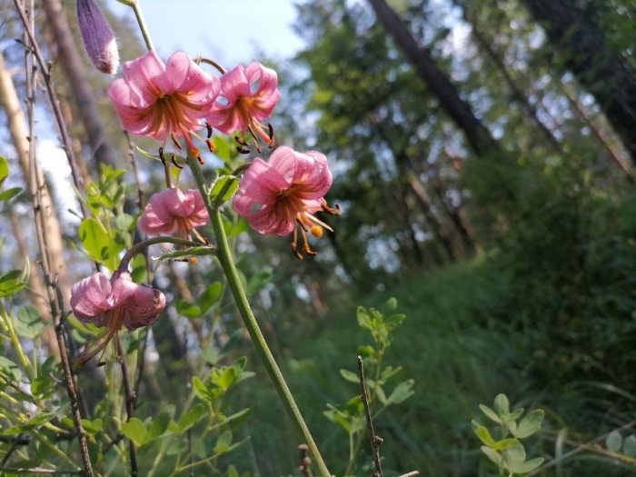 Лилия кудреватая красная книга