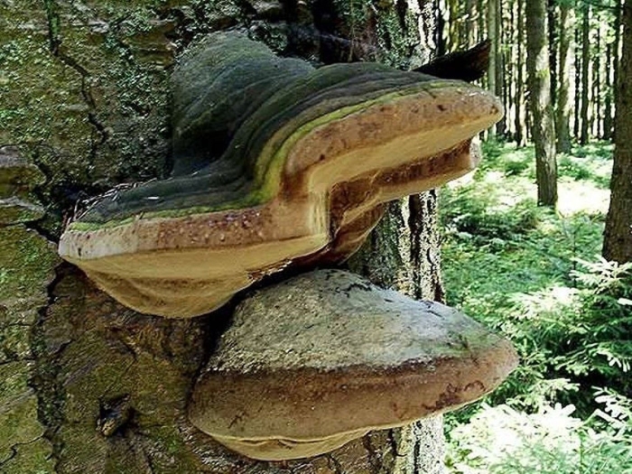 Трутовик гриб паразит