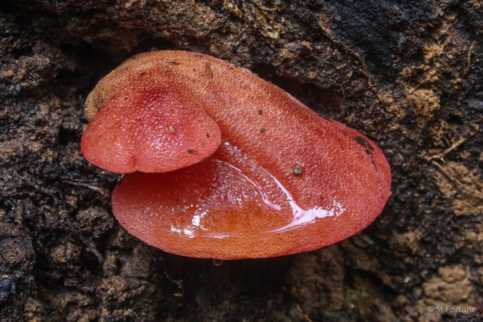 Трутовик печеночник