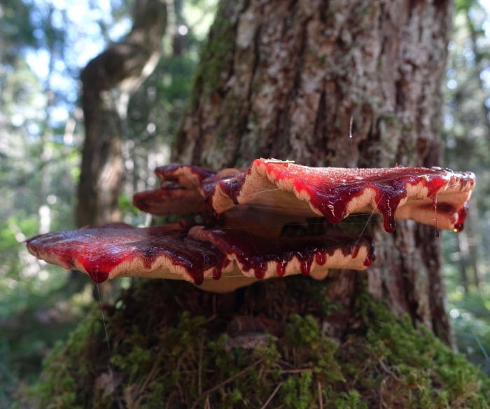 Гриб рейши трутовик