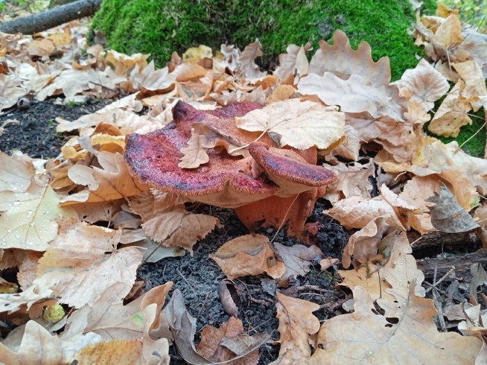 Печёночница обыкновенная гриб