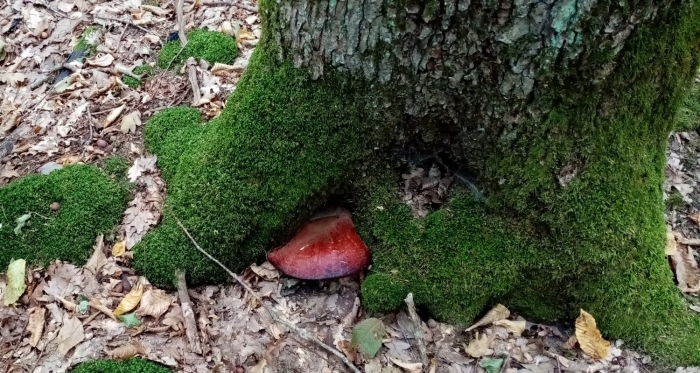 Гриб тещин язык