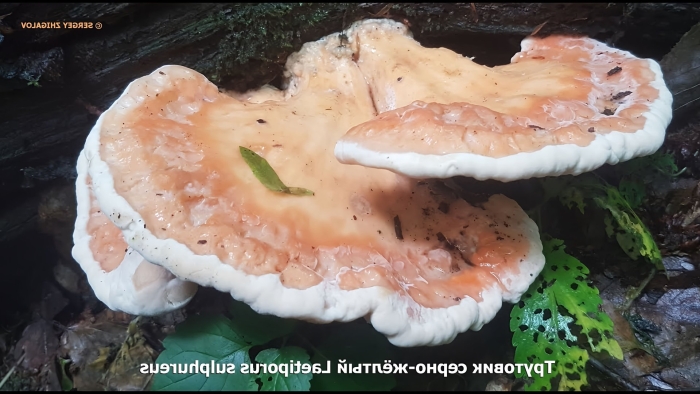 Трутовик летипорус