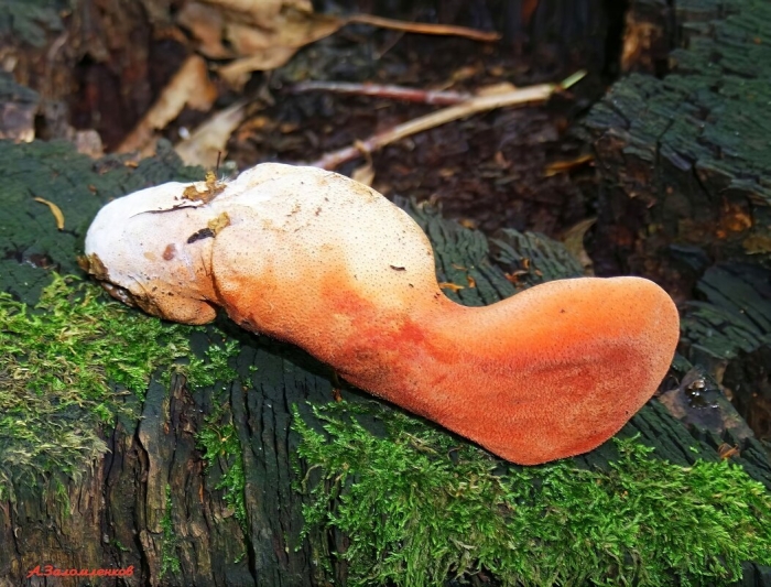 Гриб тещин язык