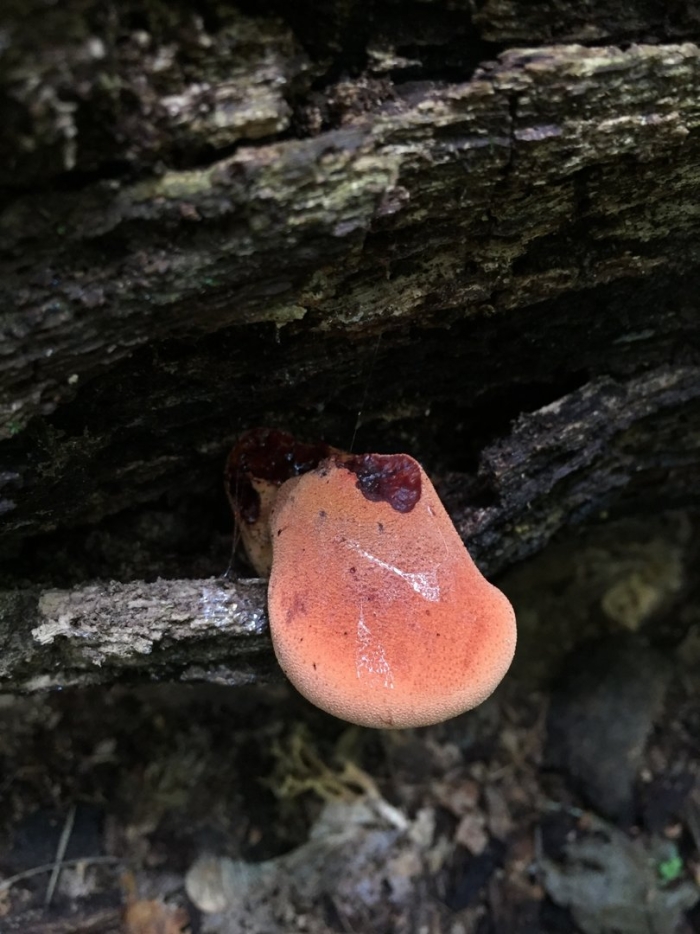 Печёночница обыкновенная гриб