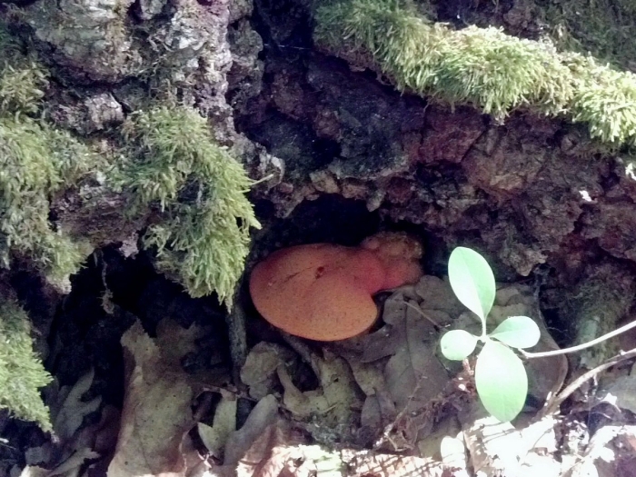 Трутовик печеночник гриб