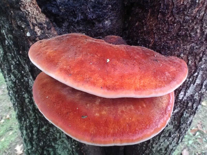 Fistulina hepatica гриб