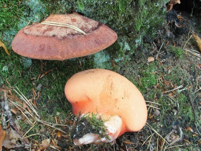 Печеночница (fistulina hepatica)-