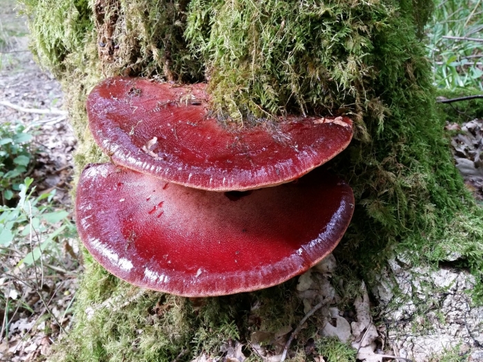 Трутовик печеночник гриб