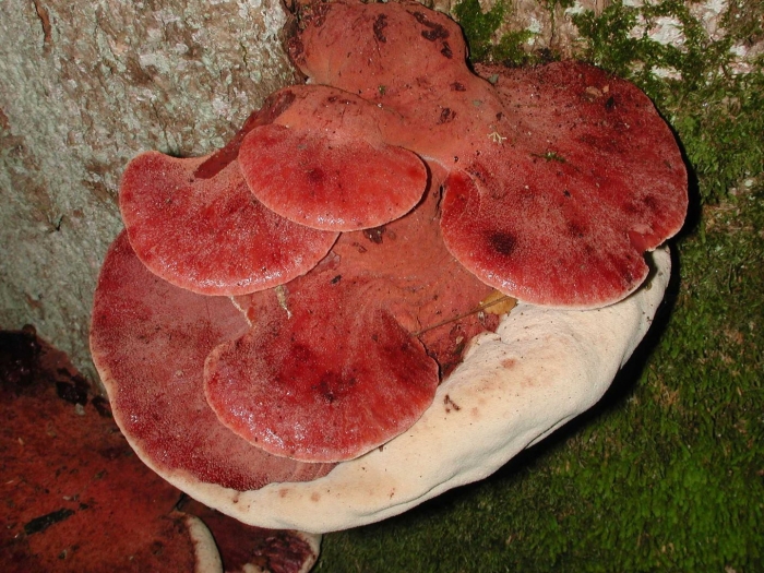 Fistulina hepatica гриб