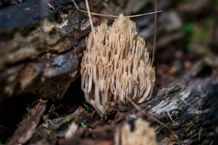 Гриб оленьи рожки