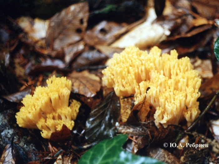 Рогатик желтый