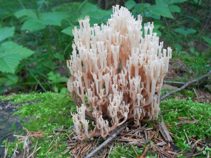 Artomyces pyxidatus