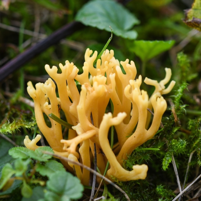 Clavulinopsis corniculata