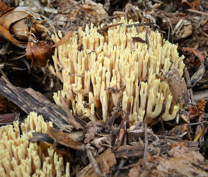 Рамария охряно-зеленеющая