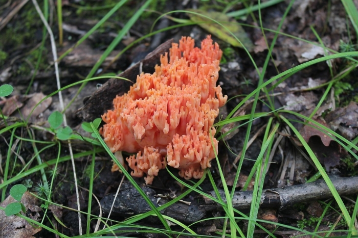 Рогатик оленьи рожки