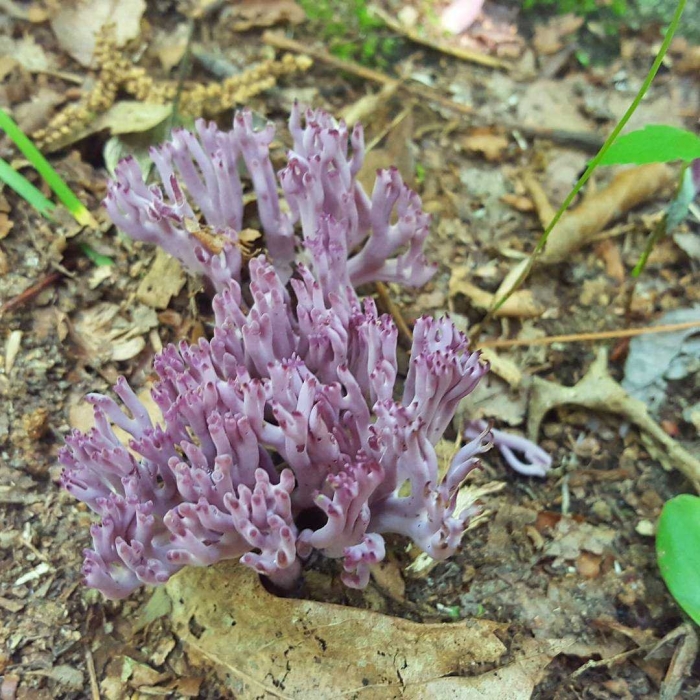 Рогатик аметистовый гриб