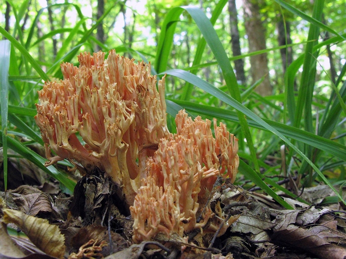 Гриб оленьи рожки