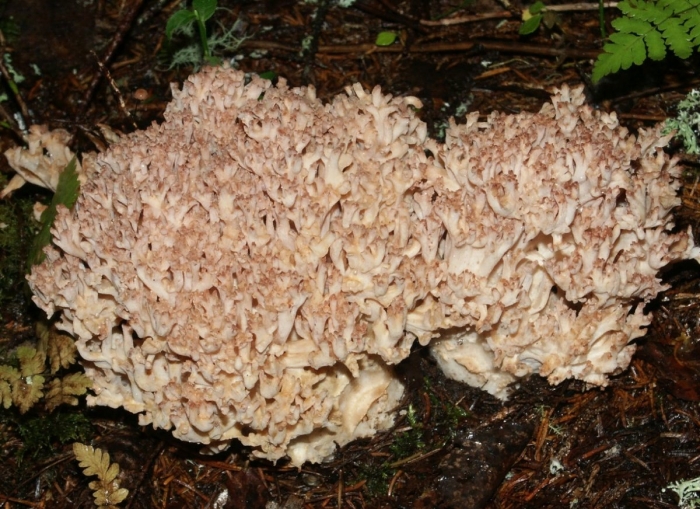 Спарассис курчавый