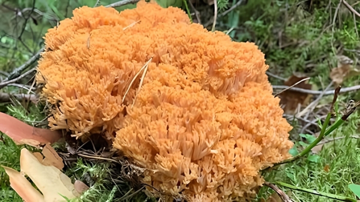 Гриб оленьи рожки и спарассис курчавый