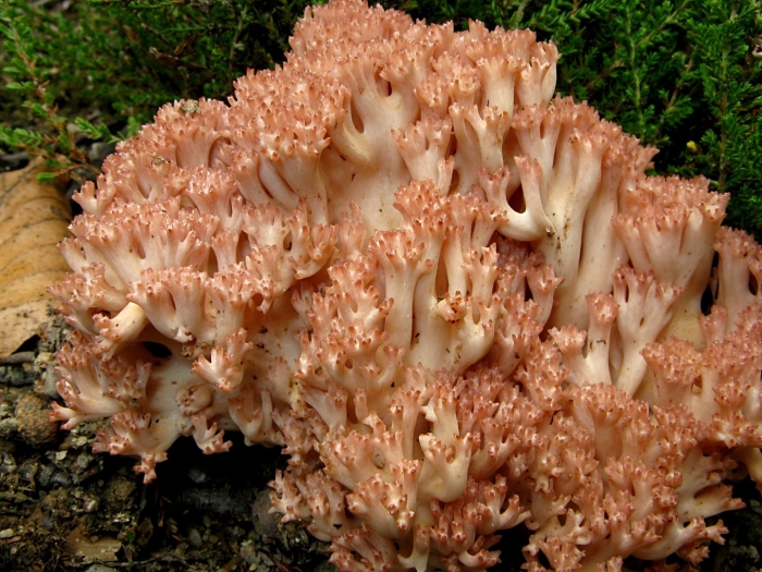 Коралловый рогатик гриб