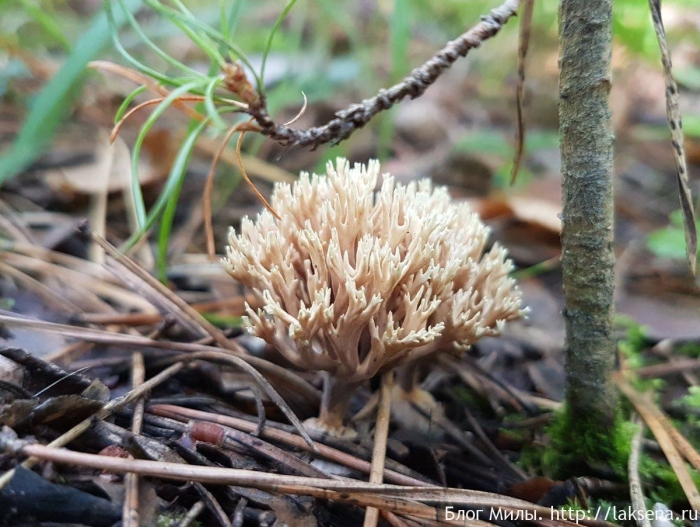 Гриб оленьи рожки