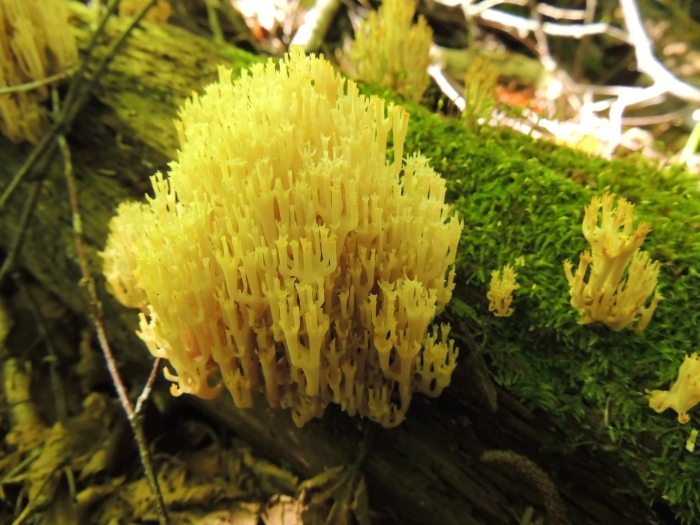 Рамария золотистая - ramaria aurea