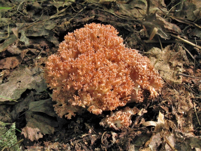 Рогатик гроздевой гриб