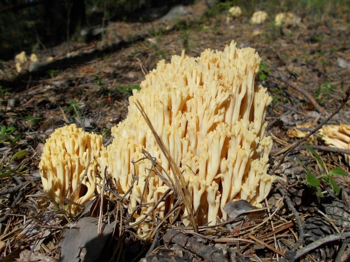 Рогатик рожковидный