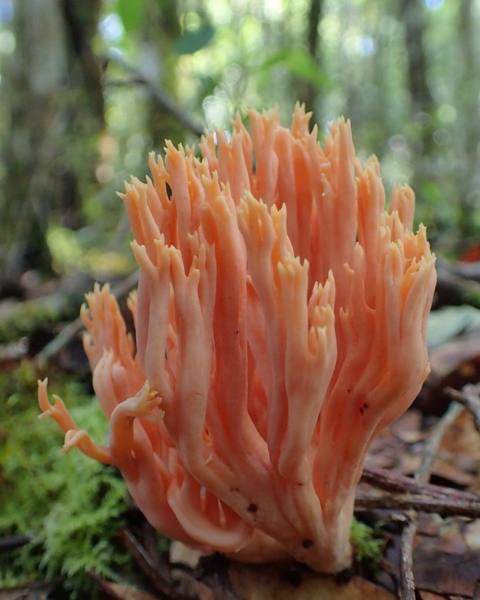 Гриб рогатик рамария