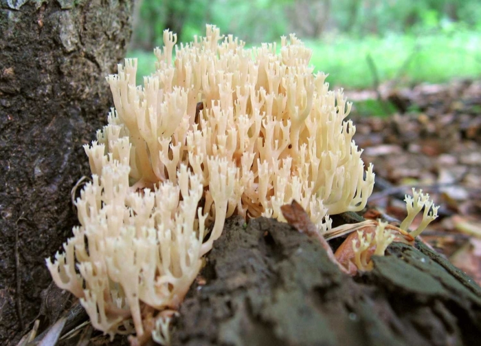 Клавикорона крыночковидная artomyces pyxidatus
