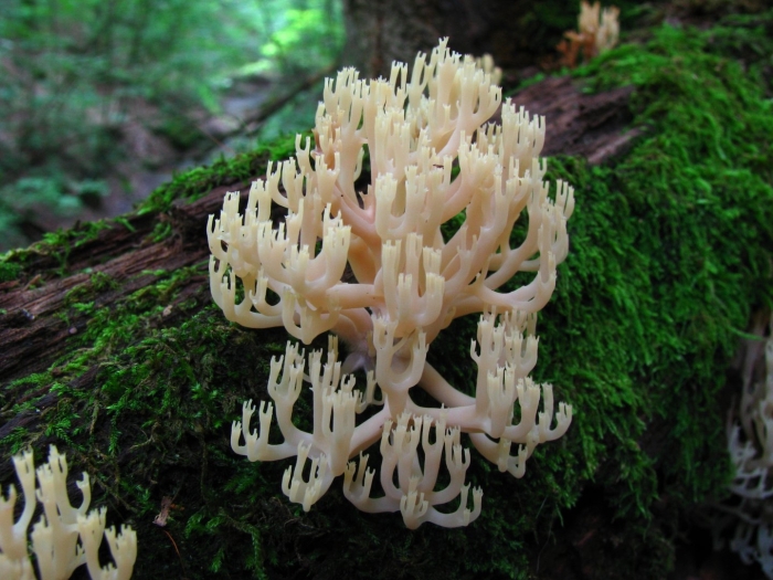 Клавикорона крыночковидная artomyces pyxidatus