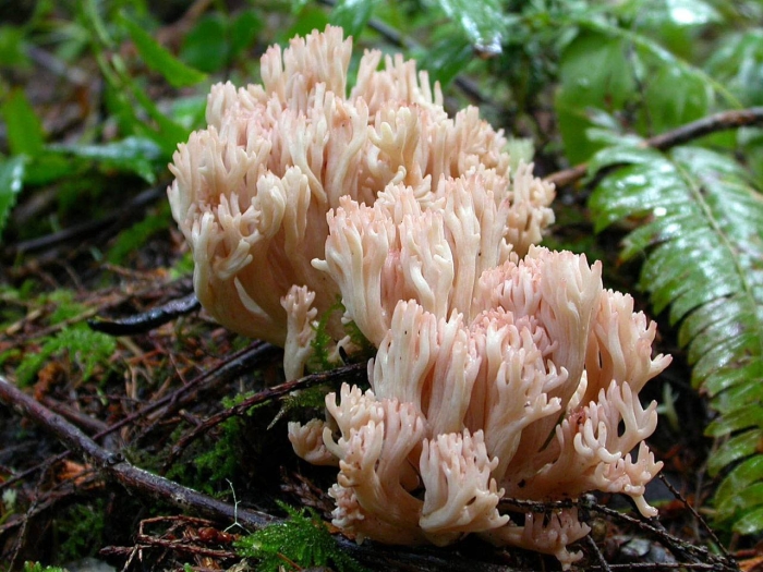 Рогатик оленьи рожки гриб