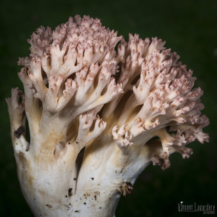 Ramaria botrytis