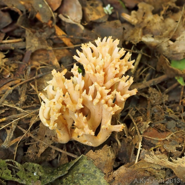 Гриб рогатик рамария