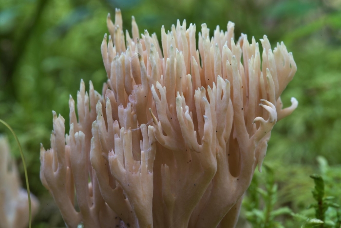 Клавикорона крыночковидная