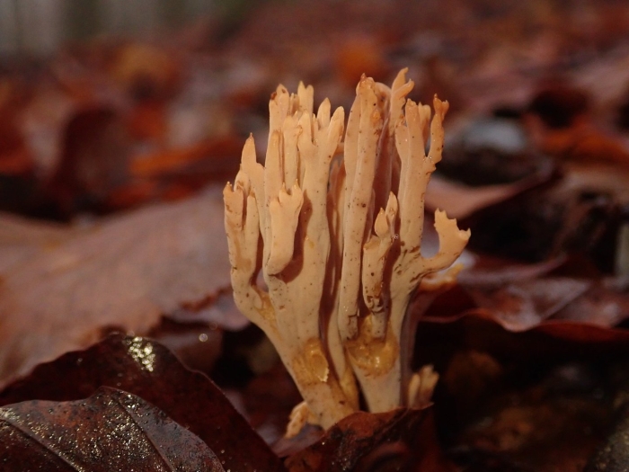 Гриб оленьи рожки съедобные