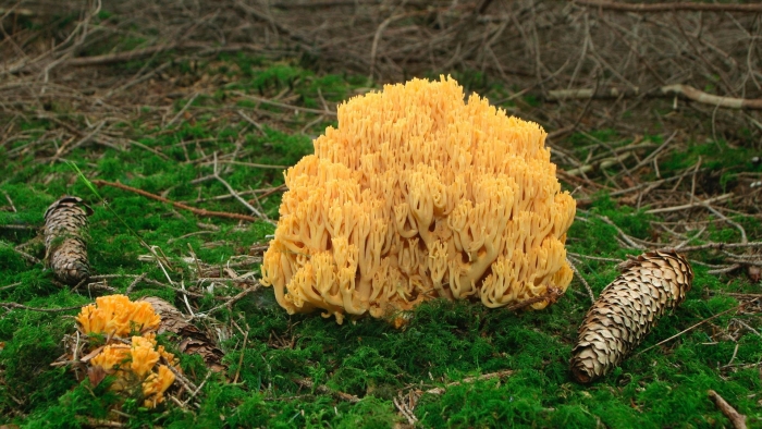 Оленьи рожки ramaria flava