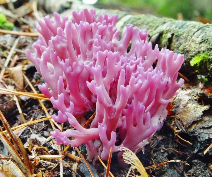 Клавария цоллингера