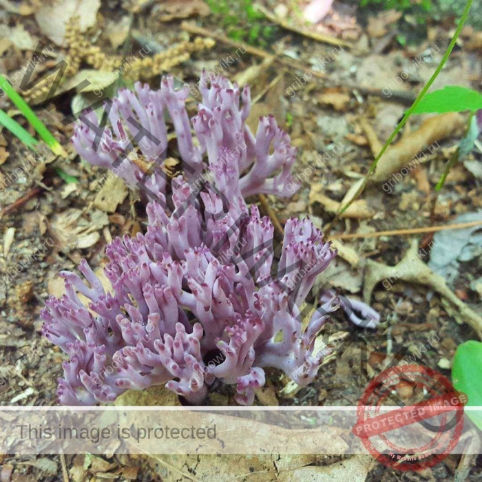 Клавулина аметистовая