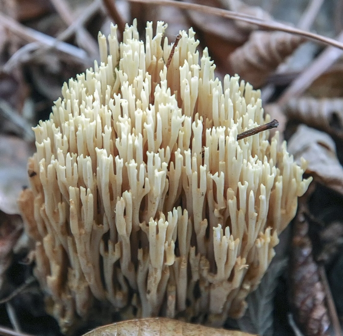 Рогатик рамария обыкновенная