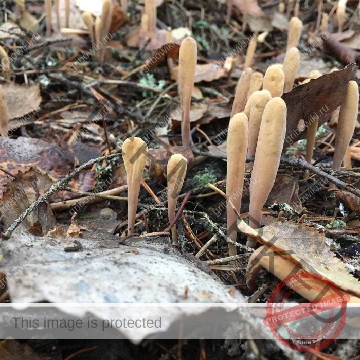 Рогатик язычковый (клавариадельфус пестиковый)